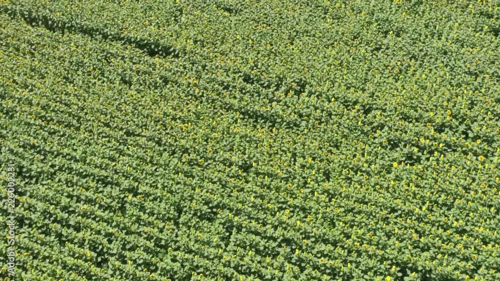 Field of sunflowers. Aerial view of agricultural fields flowering oilseed. Top view. Field of sunflowers. Aerial view of agricultural fields flowering oilseed. Top view.