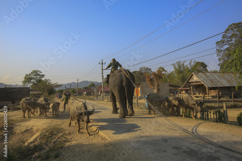 Photography Dak Lak, Vietnam, March 11,2017: Men riding elephant in village in Dak Lak provi