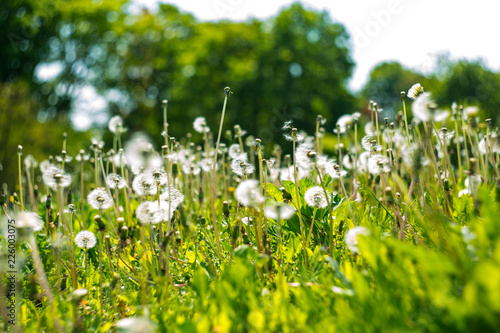 Fototapeta Naklejka Na Ścianę i Meble -  Dandelions on the sunny field 