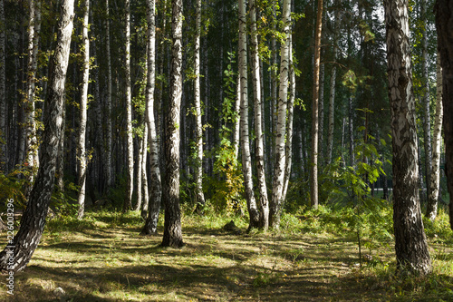 Fototapeta Naklejka Na Ścianę i Meble -  Autumn forest.