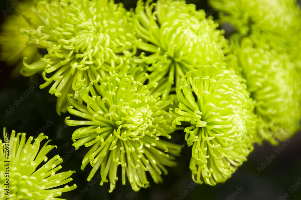 菊 黄色または黄緑の花束 Stock 写真 Adobe Stock