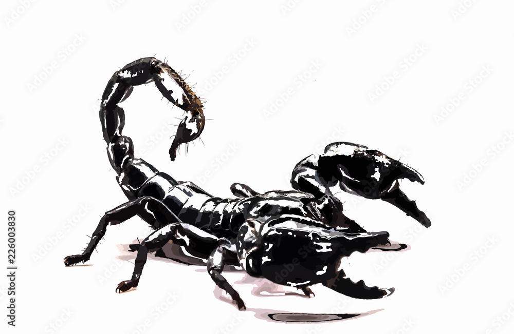scorpion in white background scorpion in white background