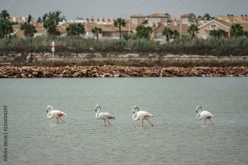 Four flamingos walking in the water against the city