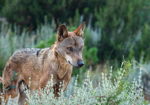 Canis Lupus Signatus standind and lookig to the right direction