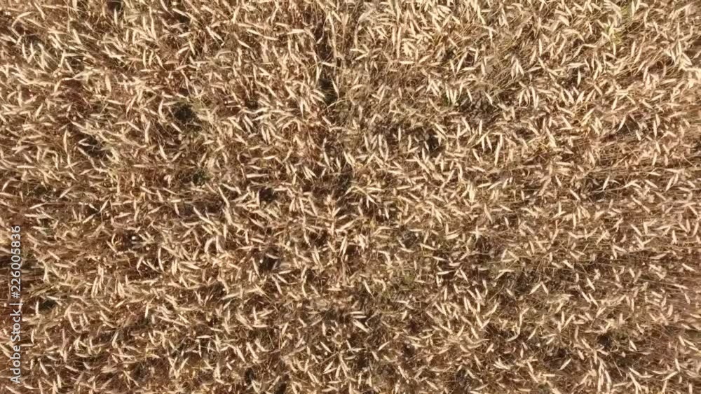 field of wheat, a top view. Photo Shooting quadrocopters field of ripe crops. field of wheat, a top view. Photo Shooting quadrocopters field of ripe crops.