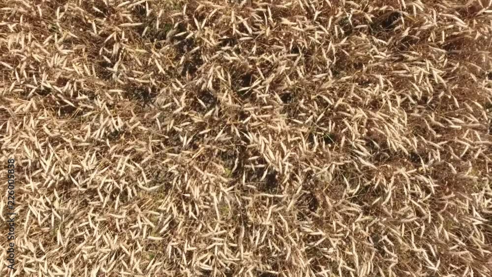 field of wheat, a top view. Photo Shooting quadrocopters field of ripe crops. field of wheat, a top view. Photo Shooting quadrocopters field of ripe crops.