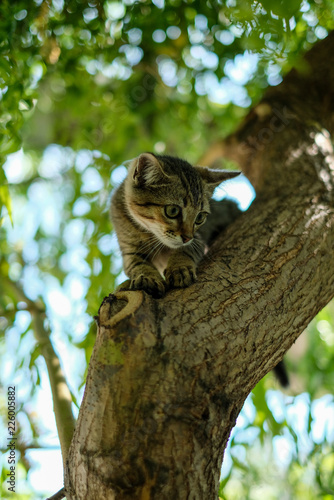 smallkitten on the tree, little hunter