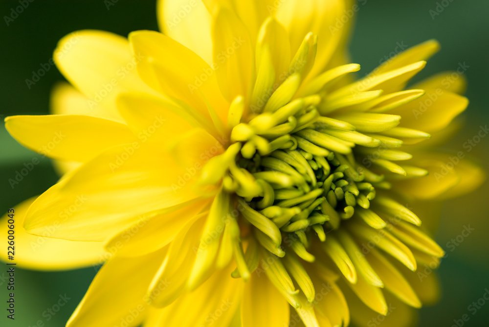 rudbeckia golden balls head close up growing in garden rudbeckia golden balls head close up growing in garden