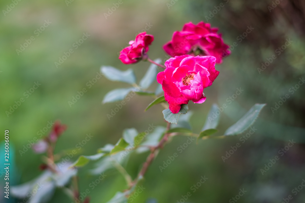 Delicate pink rose flowers growing in summer garden