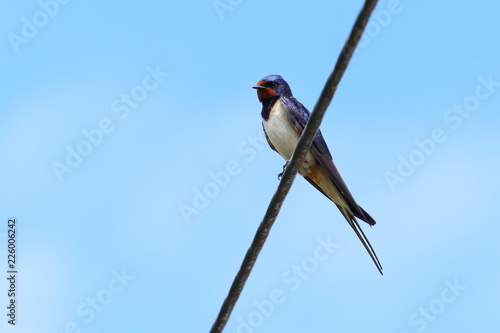 Barn swallow on cable, bright blue sky in background