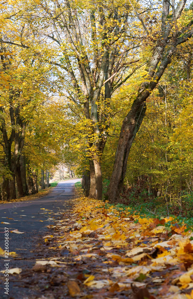 Autumn landscape with yellow leaves on the trees. The road is strewn with autumn leaves.