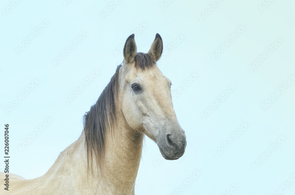 Equus ferus caballus. Horse, with hair of cream color, is looking at the camera. Beautiful look. Animal portrait at sunset moment. Rural scene. Farming.