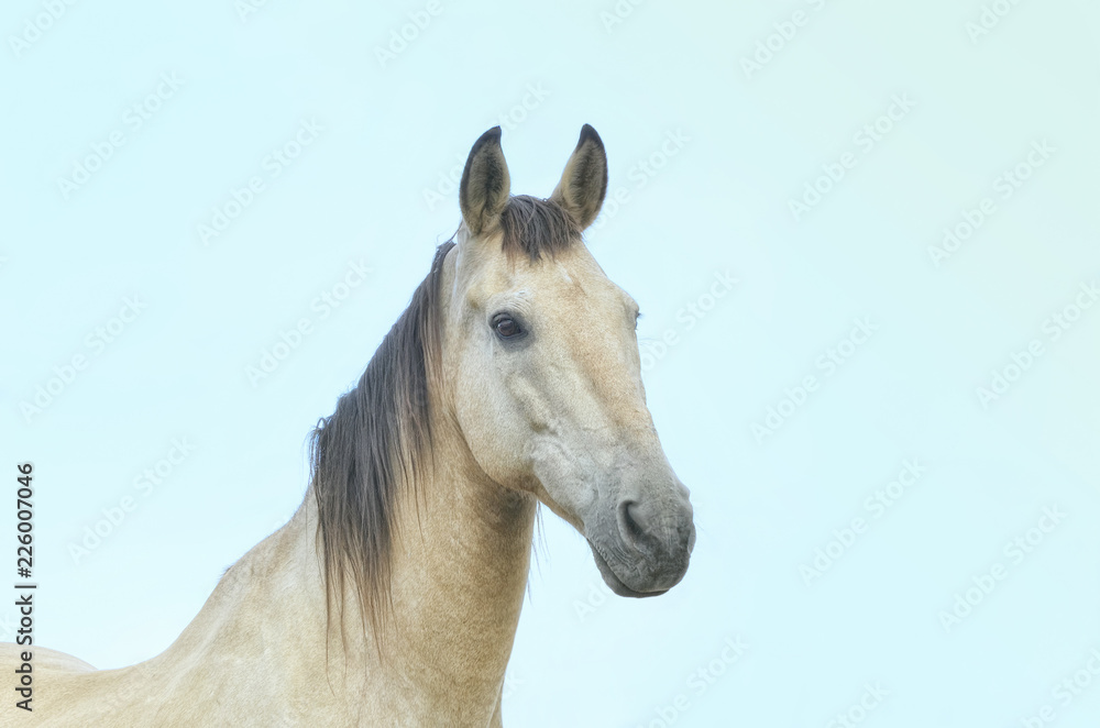 Fototapeta premium Equus ferus caballus. Horse, with hair of cream color, is looking at the camera. Beautiful look. Animal portrait at sunset moment. Rural scene. Farming.
