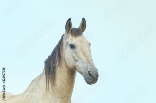 Equus ferus caballus. Horse, with hair of cream color, is looking at the camera. Beautiful look. Animal portrait at sunset moment. Rural scene. Farming. © Navelina orange