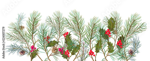 Panoramic view with pine branches grow from bottom, cones, holly berry. Horizontal border with Christmas tree on white background. Hand draw, watercolor style, botanical illustration, vector