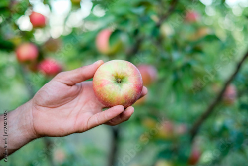 apple in the hand