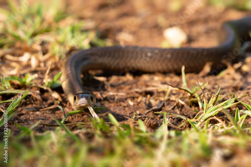 Dangerous venomous snakes..Cobra young snake moving on grass .and looking to a camera, front view.