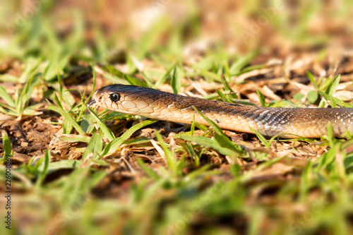 Dangerous venomous snakes..Cobra young snake moving on grass     .and flicking tongue in the air, side view