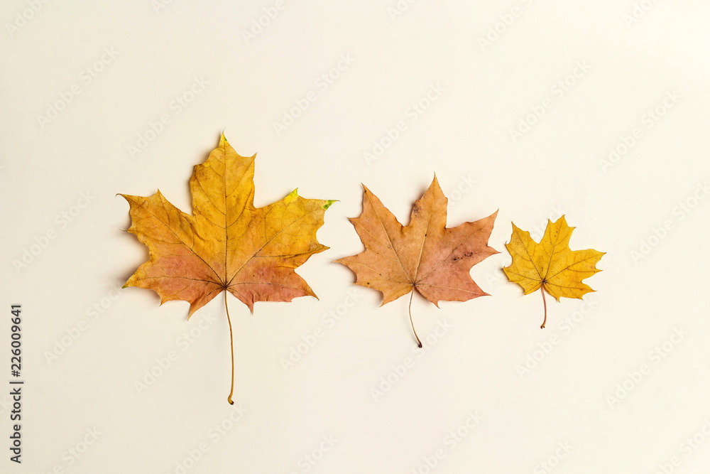 Autumn maple leaves on beige background. Flat lay. Autumn maple leaves on beige background. Flat lay.