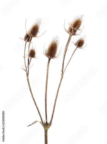 Dry burdock  thistle isolated on white background with clipping path