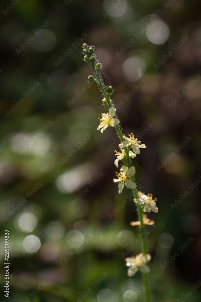 Small yellow flowers Small yellow flowers