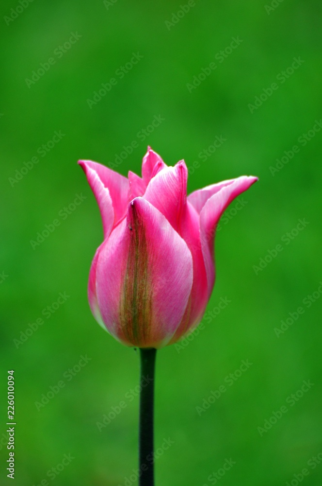 Veridiflora Tulpe 
