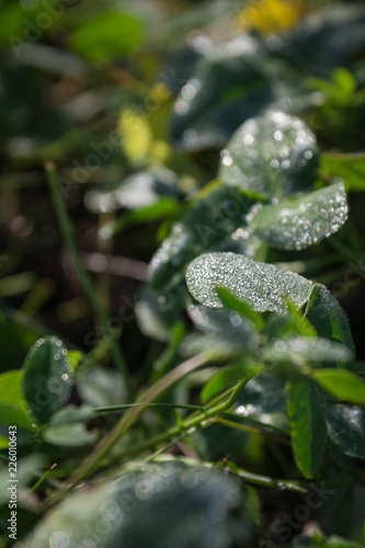 Dew on the leaves