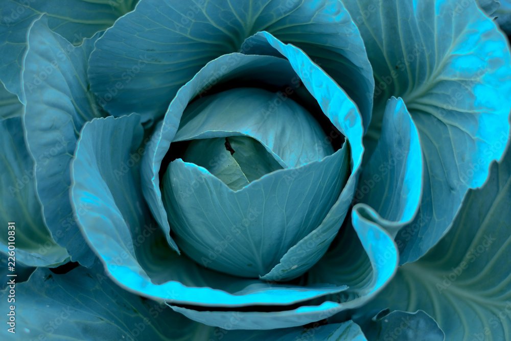 Obraz premium blue cabbage 