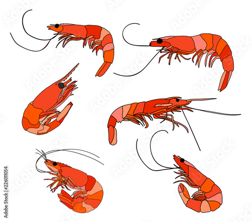 vector, white background, food, set of shrimp