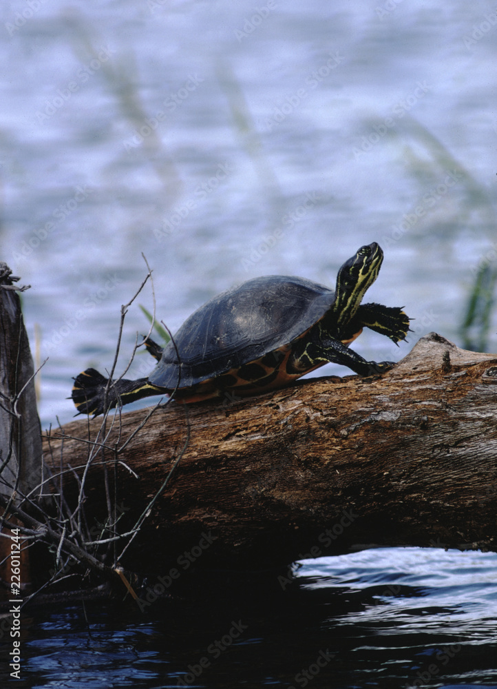 Fototapeta premium Peninsula Cooter Turtle (Pseudemys Peninsularis)