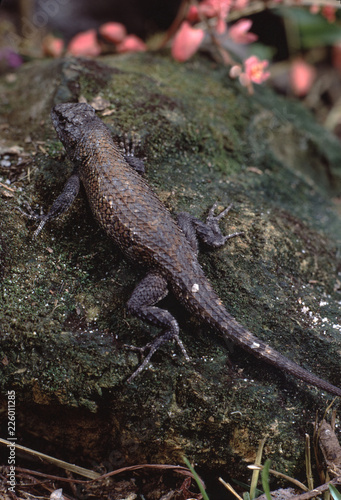 Florida Scrub Lizard (Sceloporus Woodi)