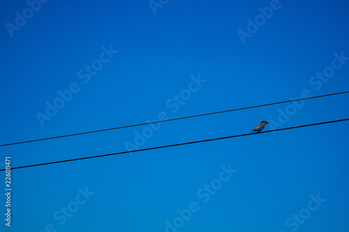 Bird sitting on the power line (wire) over blue sky