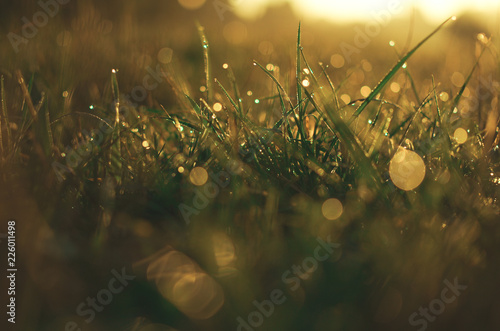 Sommerlicher Morgentau