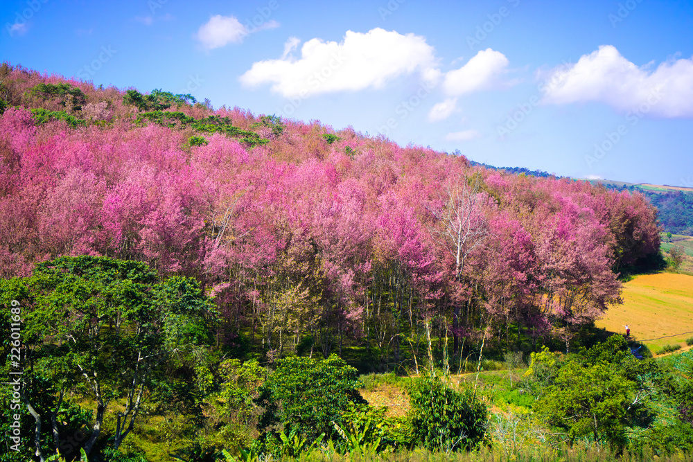 Beautiful Wild Himalayan Cherry (Prunus cerasoides, Sakura) forest Beautiful Wild Himalayan Cherry (Prunus cerasoides, Sakura) forest