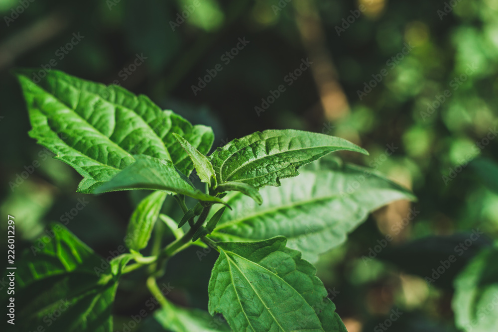 Obraz premium green leaf 