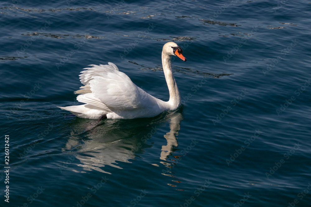 beautiful white swan swimming calmy in lake lucerne switzerland beautiful white swan swimming calmy in lake lucerne switzerland
