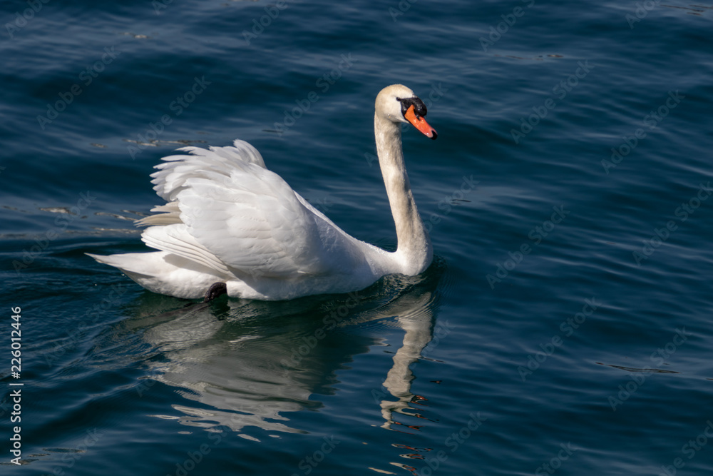 beautiful white swan swimming calmy in lake lucerne switzerland beautiful white swan swimming calmy in lake lucerne switzerland