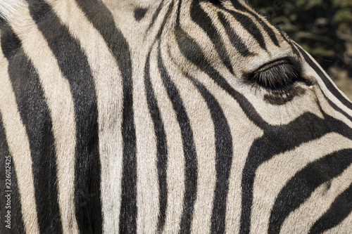 Close up of a zebra with black and white stripes