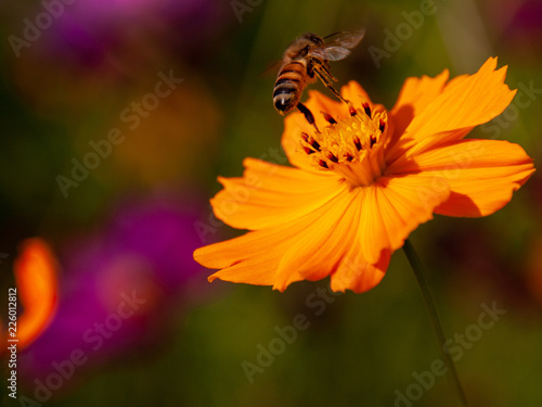 コスモスから飛び立つ蜂 © rinmon