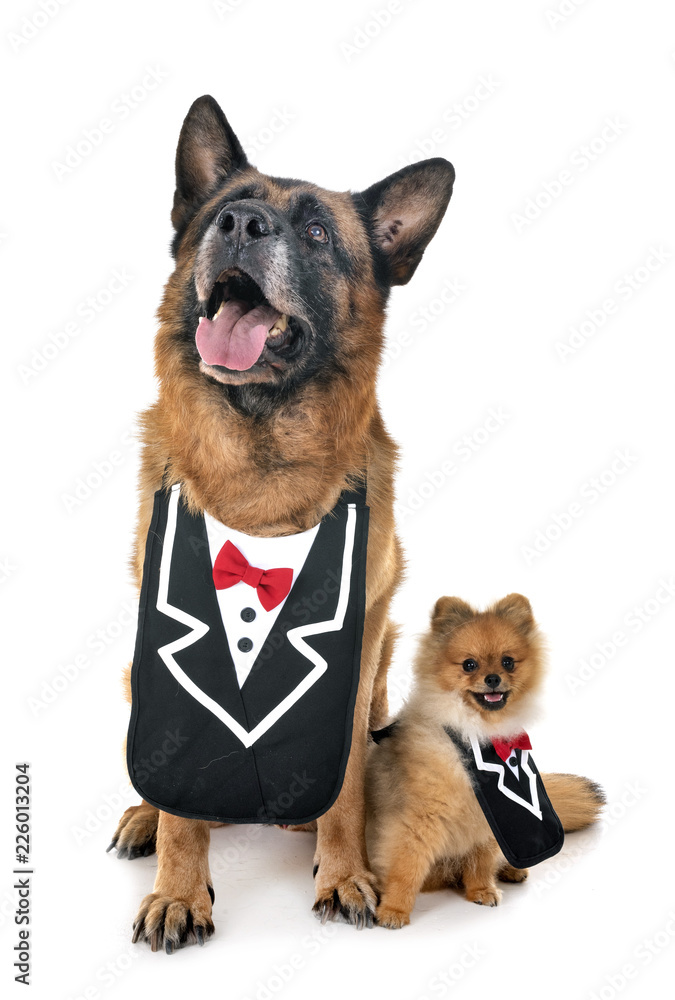 Obraz premium german shepherd and spitz