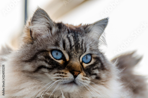 beautiful long-haired cat with blue eyes sitting outside