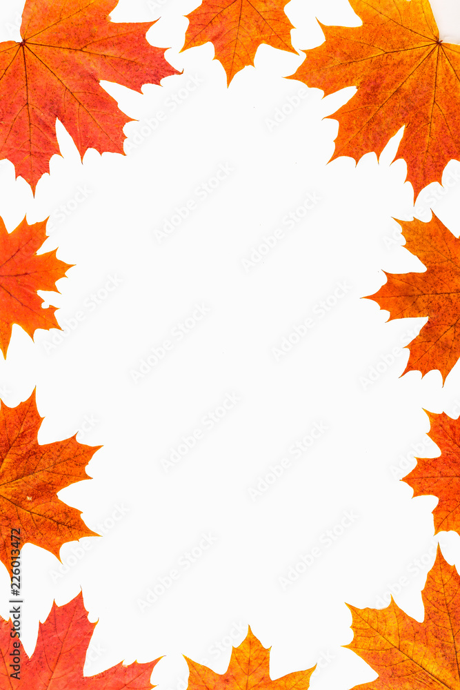 Fototapeta premium Autumn background. Isolated maple leaves.