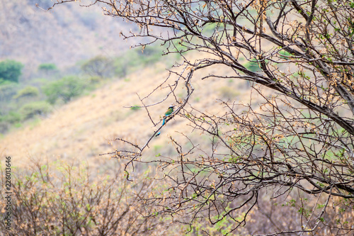 Turquoise-browed motmot  Eumomota superciliosa  in Nicaragua