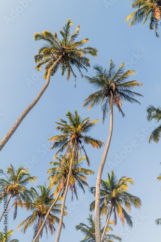 Palms on Ometepe island  Nicaragua