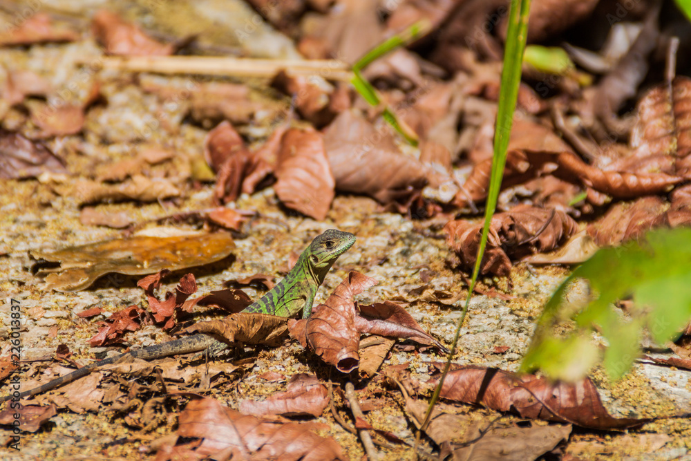 Lizard in National Park Manuel Antonio, Costa Rica Lizard in National Park Manuel Antonio, Costa Rica