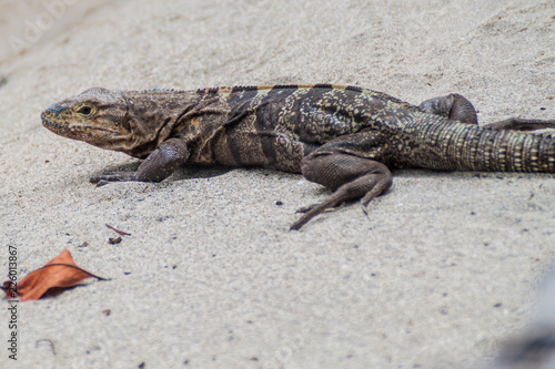 Black spiny-tailed iguana (Ctenosaura similis) in National Park Manuel Antonio, Costa Rica