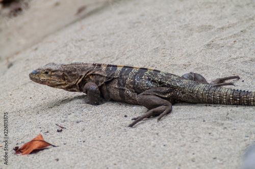Black spiny-tailed iguana (Ctenosaura similis) in National Park Manuel Antonio, Costa Rica