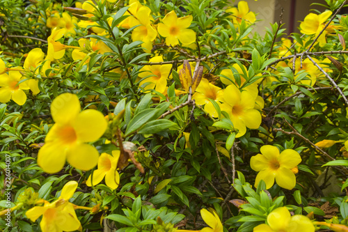Photos YELLOW FLOEWR