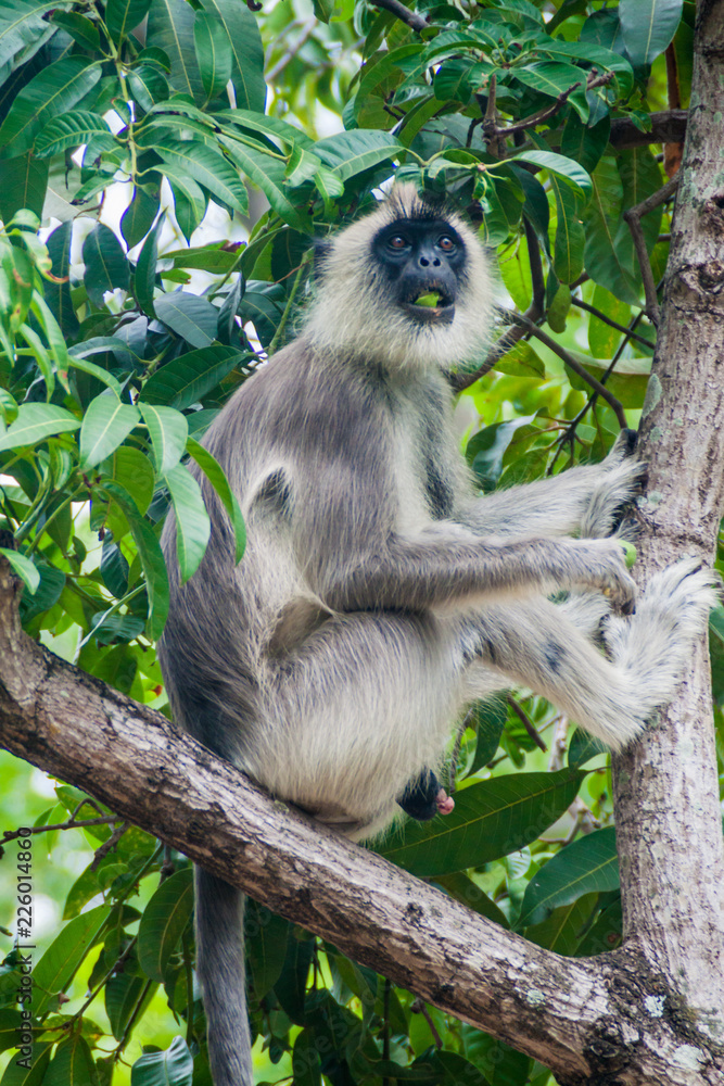 Tufted gray langur (Semnopithecus priam) on a tree in the Fort Frederick in Trincomalee, Sri Lanka Tufted gray langur (Semnopithecus priam) on a tree in the Fort Frederick in Trincomalee, Sri Lanka