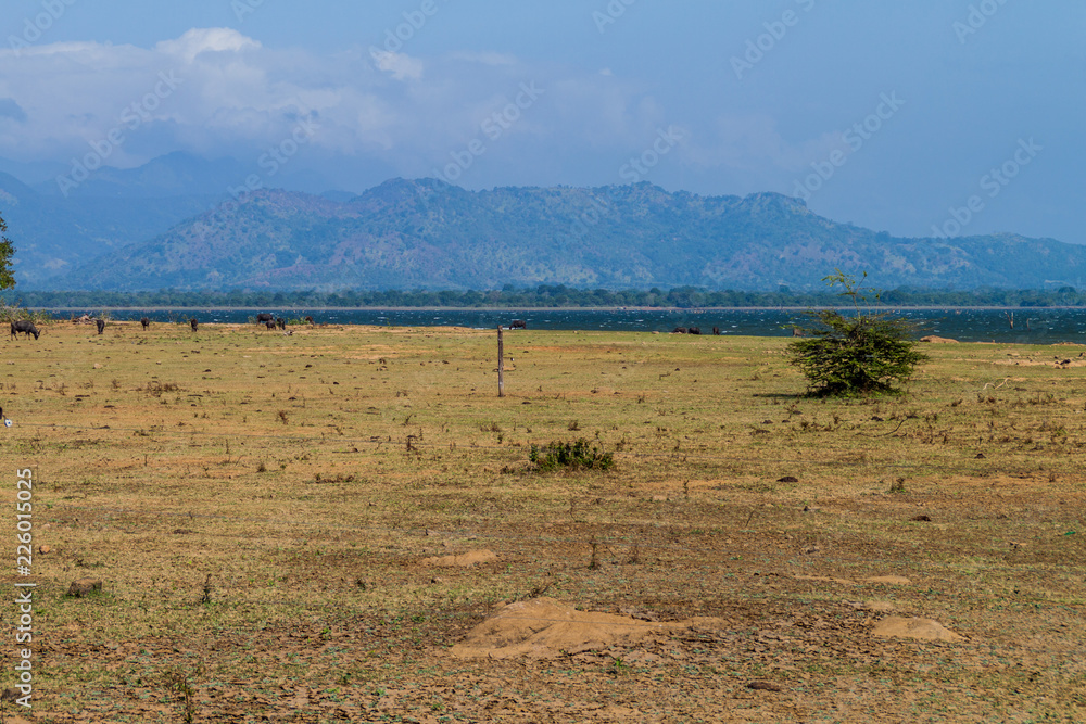 Landscape of Udawalawe National Park, Sri Lanka